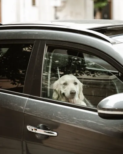 Effectuer un transfert longue distance avec un chien à Calais, Dunkerque, Taxi BA